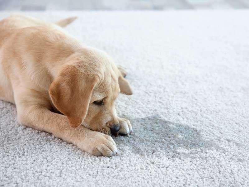 Pet Stain and Odor Removal in Worcester