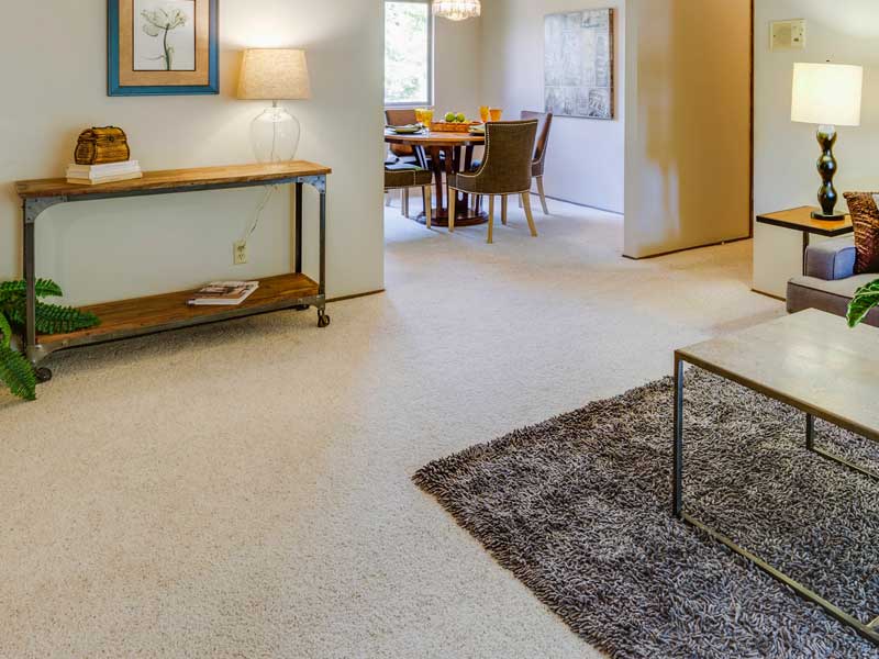 Trust Our Carpet Cleaning Services